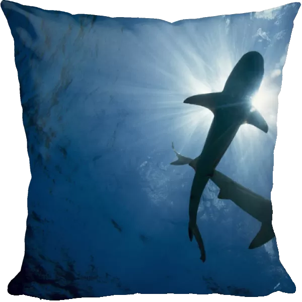 Blacktip Reef Sharks (Carcharhinus Melanopterus); Yap, Micronesia