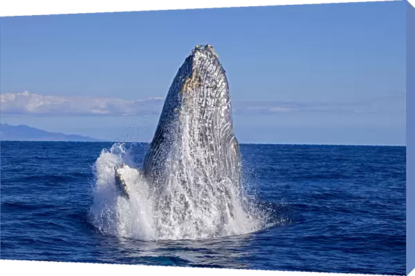 Breaching Humpback Whale (Megaptera Novaeangliae); Maui, Hawaii, United States Of America