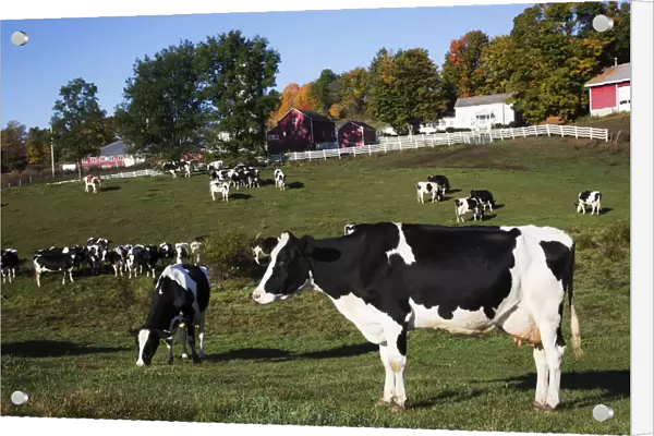 Holstein Dairy Cows In Autumn Pasture; Salem, New York, United States Of America