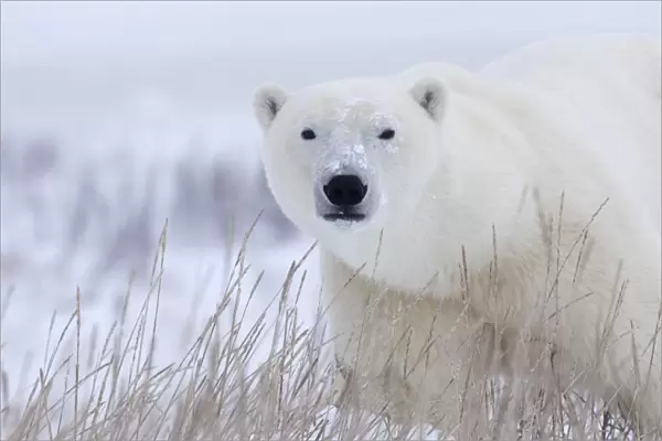 Polar Bear (Ursus Maritimus) Walking Through The Snow And Blizzard Near Churchill; Manitoba, Canada
