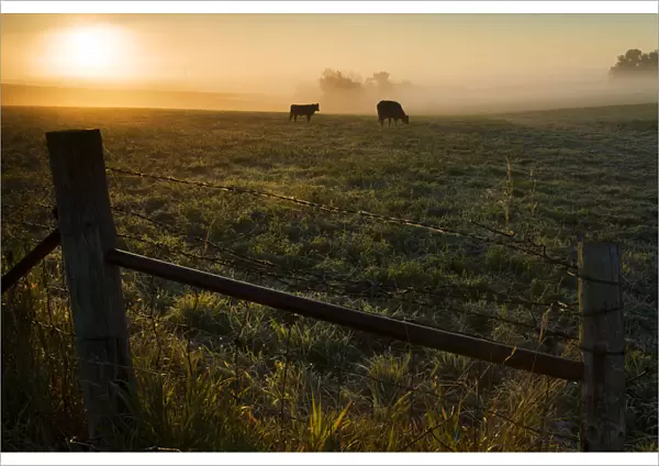 Two Cows Grazing In A Pasture On A Foggy Summer Morning; Iowa, United States Of America