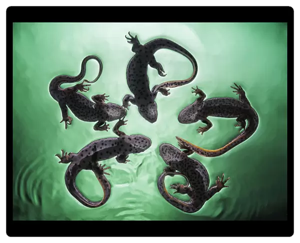 Newts (Pleurodelinae) On The Surface Of Turquoise Water; Tarifa, Cadiz, Andalusia, Spain