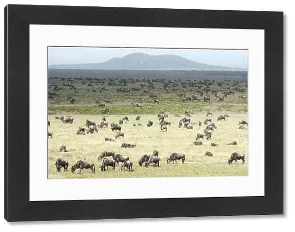Large Herd Of Wildebeest (Connochaetes Taurinus) Grazes On The Serengeti Short Grass Plains Near Ndutu, Ngorongoro Crater Conservation Area; Tanzania