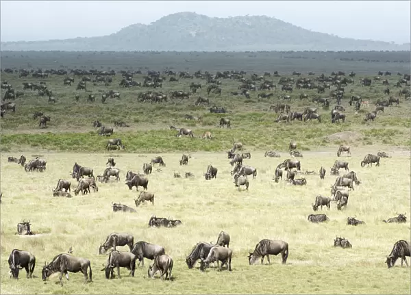 Large Herd Of Wildebeest (Connochaetes Taurinus) Grazes On The Serengeti Short Grass Plains Near Ndutu, Ngorongoro Crater Conservation Area; Tanzania