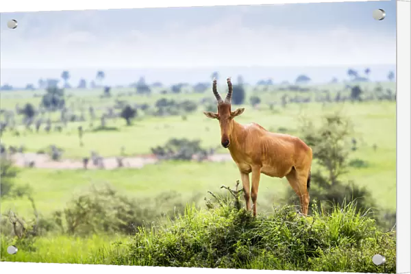 High Shouldered And A Somewhat Awkward Looking Antelope With A Long Pointed Head, Murchison Falls National Park; Uganda