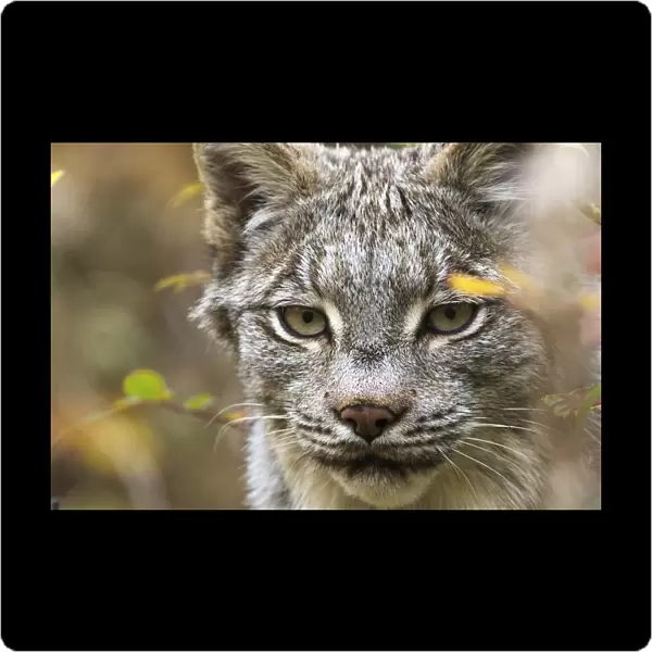 Canadian Lynx (Lynx Canadensis) Walking Through The Underbrush; Yukon, Canada