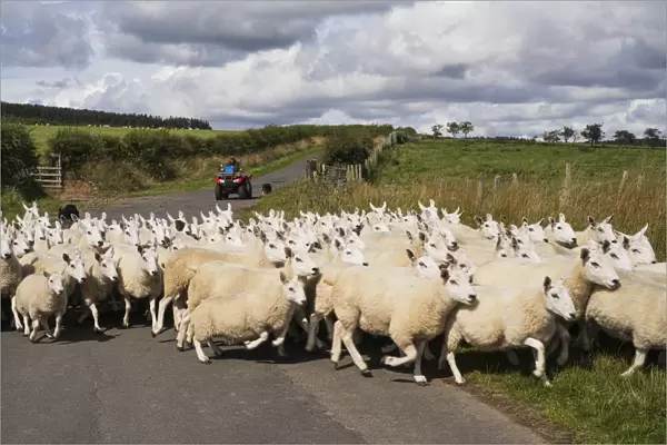 A Flock Of Sheep Cross A Road; Northumberland, England
