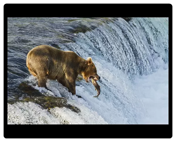 Brown Bear (Ursus Arctos) About To Catch A Jumping Sockeye Salmon (Oncorhynchus Nerka) At Brooks Falls, Katmai National Park And Preserve, Southwest Alaska