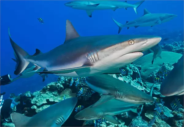 Grey Reef Sharks (Carcharhinus Amblyrhynchos) At A Controled Feeding Off The Island Of Yap; Yap, Micronesia