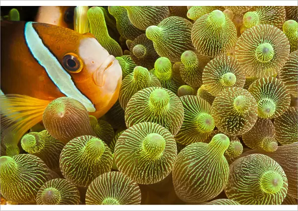 Clarks Anemonefish (Amphiprion Clarkii) In Sea Anemone (Entacmaea Quadricolor); Komodo, Indonesia