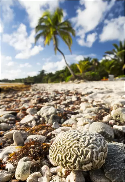 Close Up Of A Brain Coral On A Coral Beach With Coconut Tree In Background With Blue Sky And Clouds; Akumal, Quintana Roo, Mexico