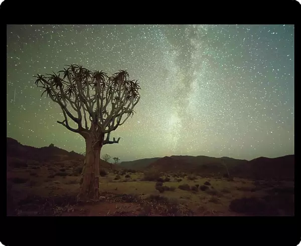 Kookerboom Tree With Milky Way, Richtersveld National Park; South Africa