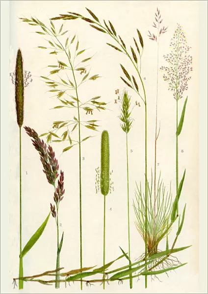 Wild Grasses. 1. meadow Foxtail 2. yorkshire Fog 3. yellow Oat Grass 4. timothy Grass 5. sweet Vernal Grass 6. meadow Fescue 7. sheeps Fescue 8. common Bent Grass