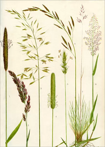 Wild Grasses. 1. meadow Foxtail 2. yorkshire Fog 3. yellow Oat Grass 4. timothy Grass 5. sweet Vernal Grass 6. meadow Fescue 7. sheeps Fescue 8. common Bent Grass