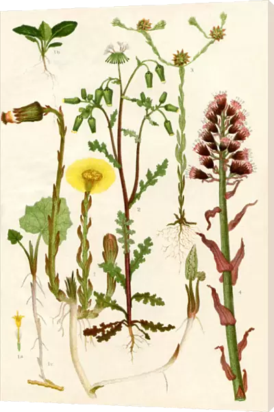 Wildflowers. 1. Colts Foot 1a. One Of The Florets Of The Capitulum 1b. A Seedling Colts Foot 1c. A Sucker Of Colts Foot 2. Groundsel 3. Cudweed 4. Butterbur