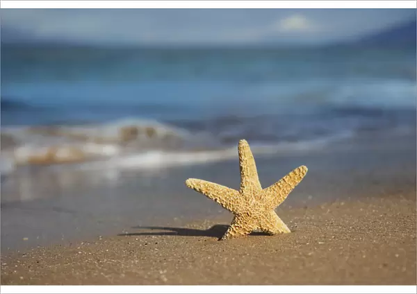 Sea Star On Beach; Maui, Hawaii, United States Of America