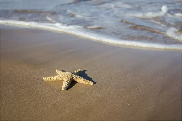 Sea Star Washes Ashore On A Beach; Maui, Hawaii, United States Of America