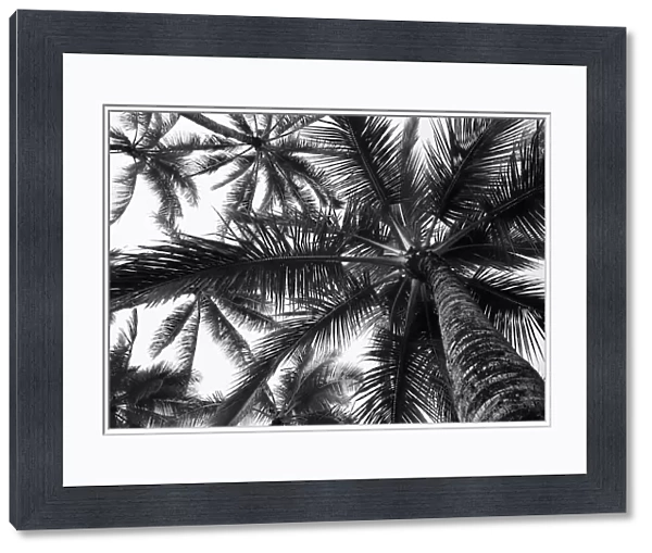 Low Angle View Of Coconut Palm Trees In Black And White; Honolulu, Oahu, Hawaii, United States Of America