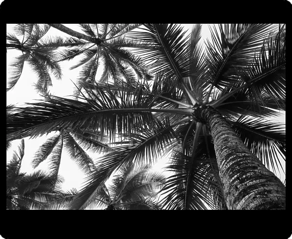 Low Angle View Of Coconut Palm Trees In Black And White; Honolulu, Oahu, Hawaii, United States Of America