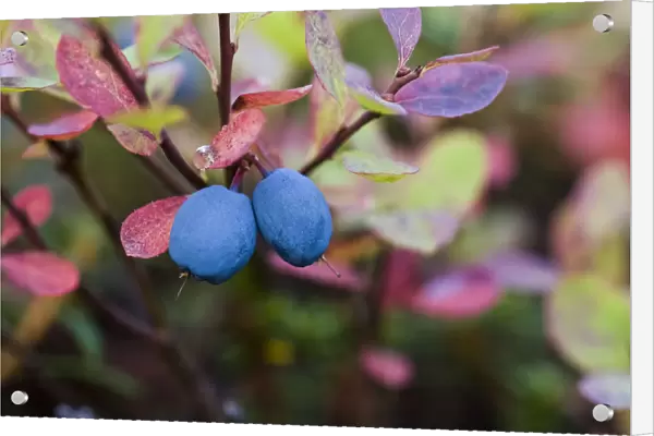 Close-Up Of Blueberries On A Lowbush Blueberry Plant (Vaccinium Angustifolium); Alaska, United States Of America