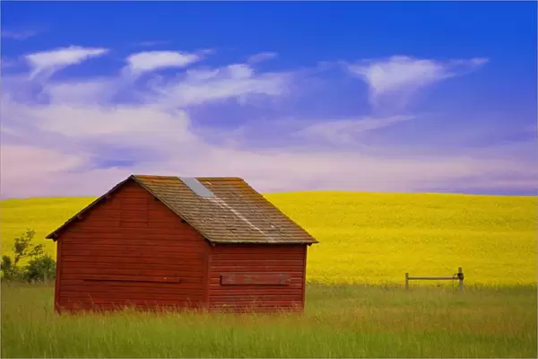 A Red Farm Building Against A Canola Field