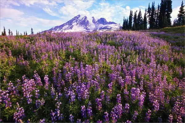 Meadow Of Purple Flowers Blooming, Paradise Park Valley, Mount Rainier National Park