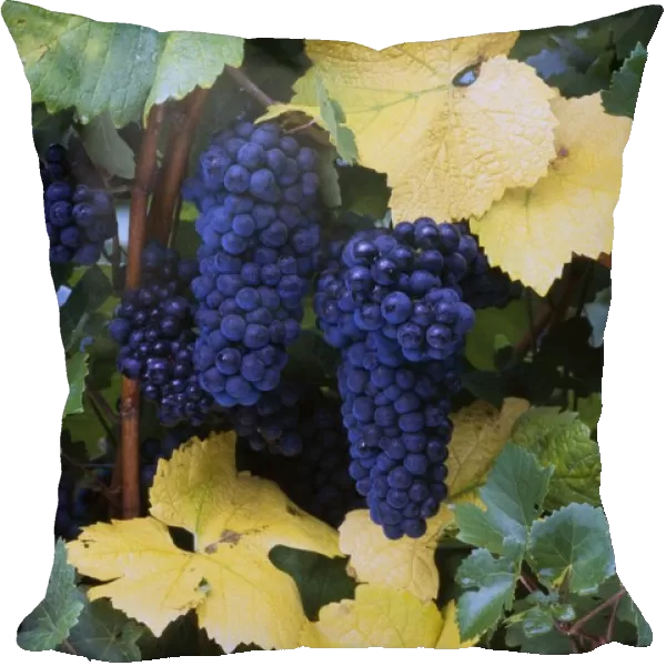 Close-Up Of Ripe, Wine Grapes And Leaves