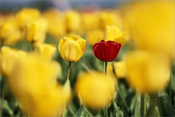 Single Red Tulip Among Yellow Tulips