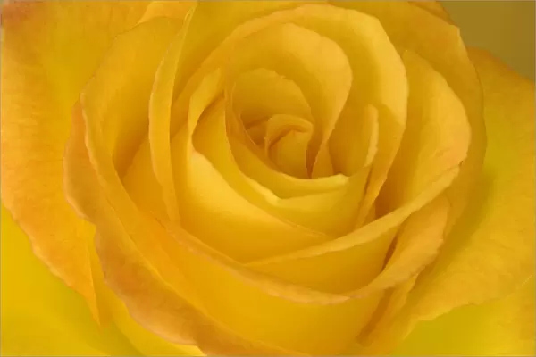 Yellow Tea Rose
