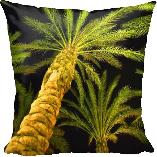 Palm Trees, Arecaceae Genera