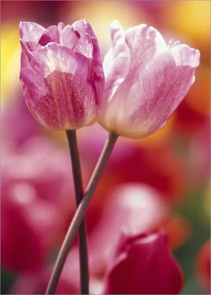 Close-Up Of Tulips