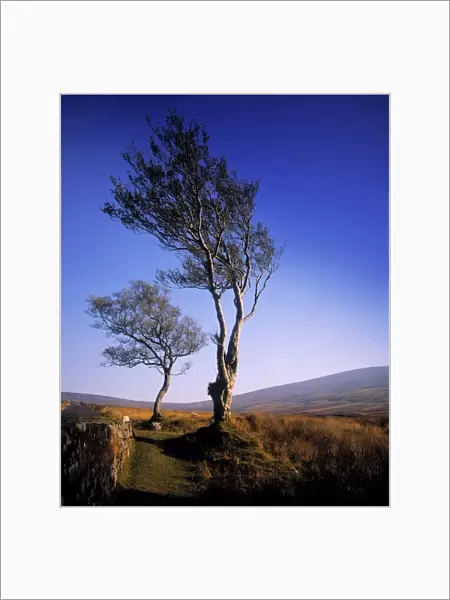 Hawthorn Trees In Sally Gap, County Wicklow, Republic Of Ireland