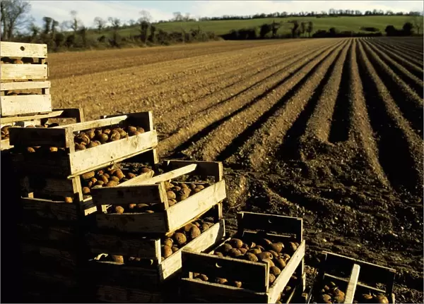 Raw Potatoes With A Ploughed Field, County Meath, Republic Of Ireland