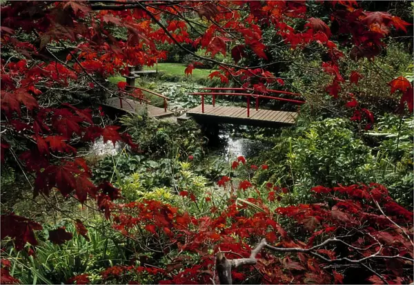 Japanese Garden, Through Acer In Autumn, Powerscourt Gardens, Co Wicklow, Ireland