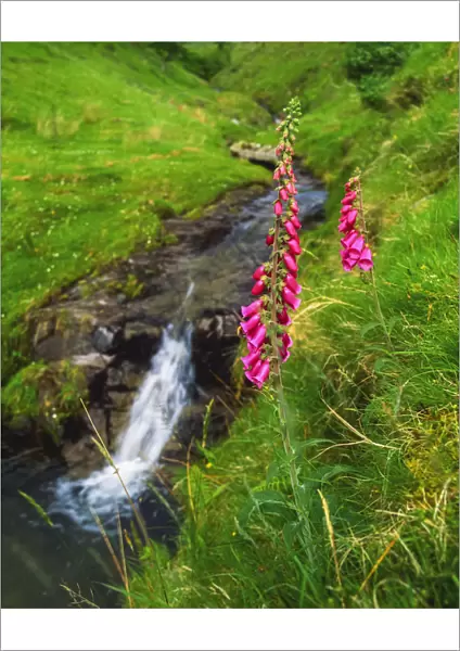 Stream And Foxgloves In The Slieve Mish Mountains, Co Kerry, Ireland