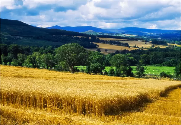 County Wicklow, Ireland, Wheat Field Near Bray