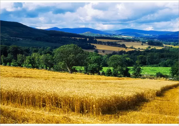 County Wicklow, Ireland, Wheat Field Near Bray