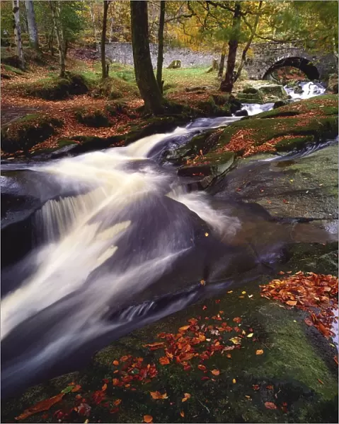 Sally Gap, County Wicklow, Ireland; Creek In Woods In Autumn