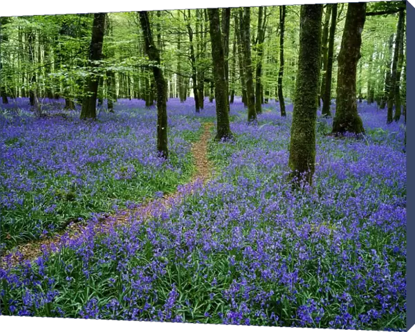 Bluebell Wood, Near Boyle, Co Roscommon, Ireland