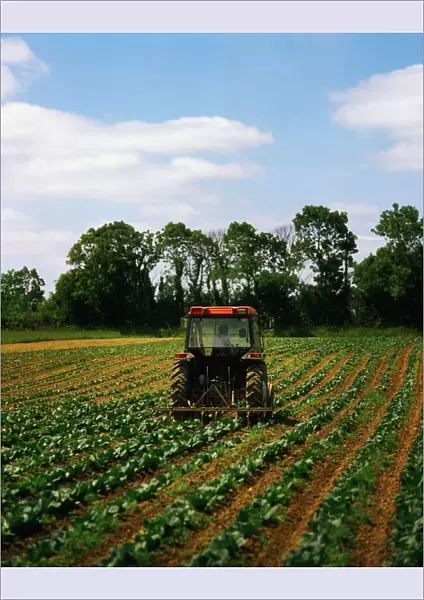 Weeding A Cabbage Field, Ireland