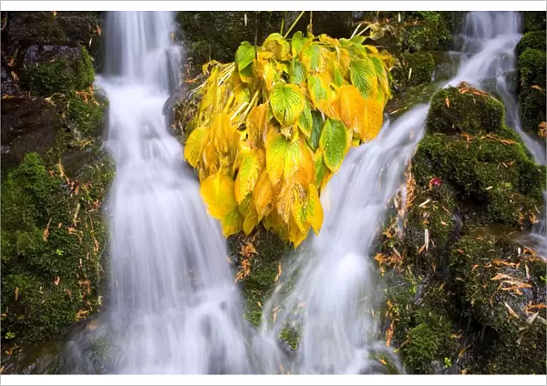 Fall Colors In Crystal Springs Falls, Oregon, Usa