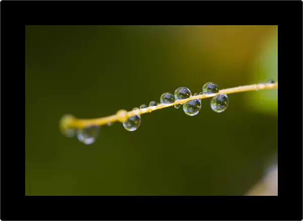Dew On A Blade Of Grass