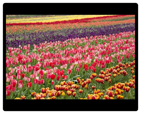A Tulip Field