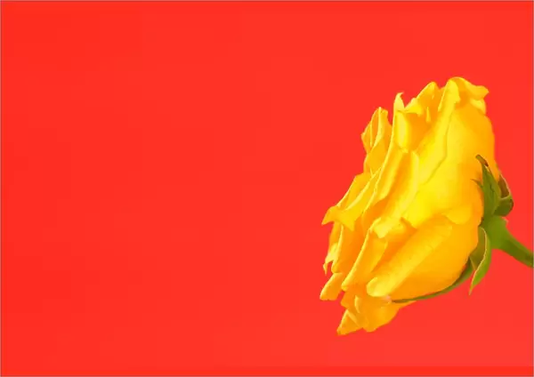Yellow Rose On Red