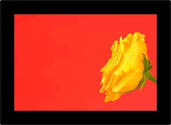 Yellow Rose On Red