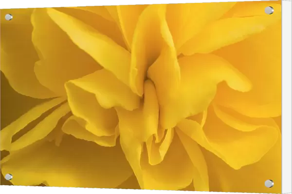 A Golden Begonia