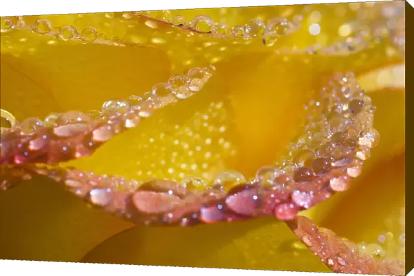 Dew On Flower Petals
