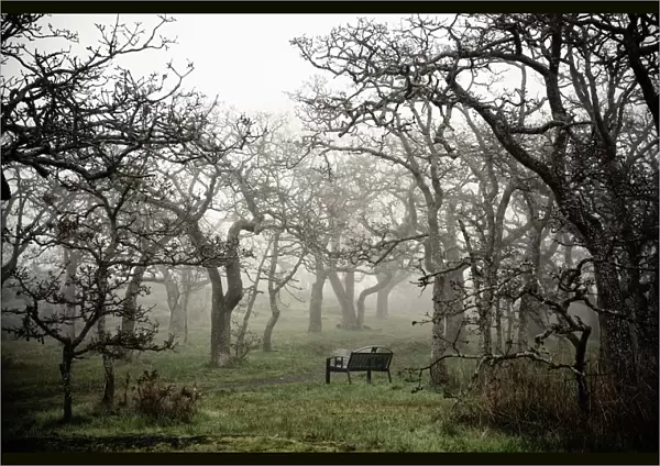 Eerie Fog Shrouded Park