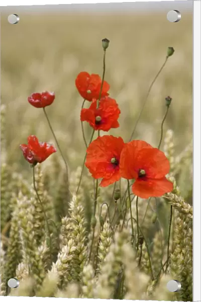 Wildflowers; Poppies In A Grain Field