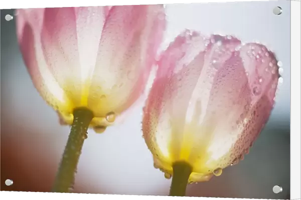 Dew On Tulips